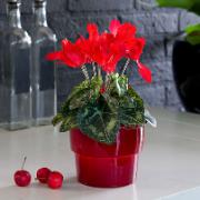 Cyklamen röd - Konstgjord växt