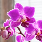 Brudorkidé 'Global'