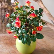 Miniros orange - Konstgjord växt