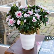 Azalea vit/rosa - Konstgjord växt