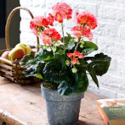 Pelargonia laxfärgad - Konstgjord växt