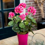 Pelargonia rosa - Konstgjord växt