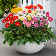 Kollektion Garvinea® i rosa, orange, gul, röd, vit och crème