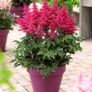 Astilbe ‘Bakker’s Beauty’