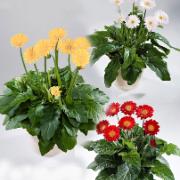 Kollektion Garvinea® i röd, vit och crème