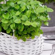 Grönmynta 'Moroccan'