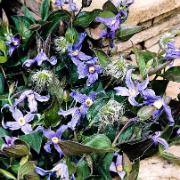 Integrifoliaklematis