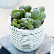 Levande stenar med kruka