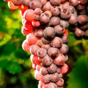 Röda vindruvor 'Lidi'