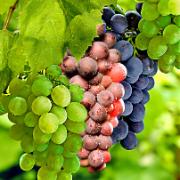 3 Vindruvor: 'Palatina', 'Lidi' och 'Muscat Bleu'