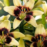 Storblomstrande lilja Tango® 'Starburst'