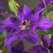 Klematis 'The President'