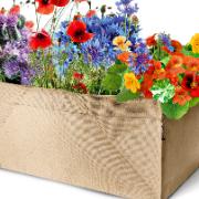 Terrassträdgård med fjärilsblommor