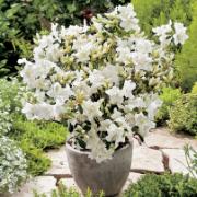 Japansk azalea 'Hisako'