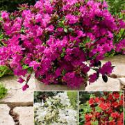 Japanazalea kollektion i 3 sorter