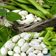 Rosenböna ‘Corona’