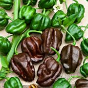 Havannapeppar ‘Habanero Chocolate’