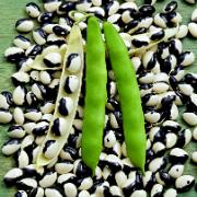 Buskböna 'Yin-Yang'