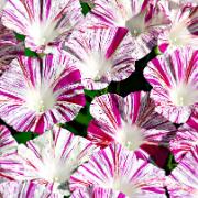 Ipomoea ‘Rose Striped’