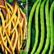 Vaxbönor ‘Neckargold’ och ‘Neckarkönigin’