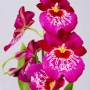 Penséorkidé 'Red Tide'