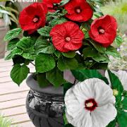 Jättehibiskus 'Fireball' och 'Old Yella'