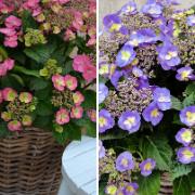 Kollektion med 2 hortensior