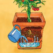 Växttorn ‘Maxitom’