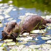 Flytande bäver för dammen