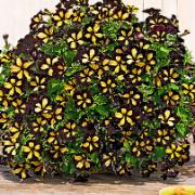 Petunia 'Queen Bee'