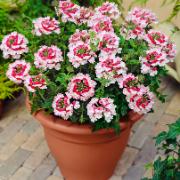 Verbena ‘Lanai® Twister Red’