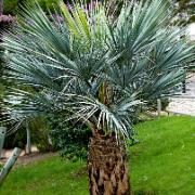 Dvärgpalm