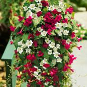 Lejongapsranka i två sorter