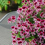 Pelargonia 'Mosquitaway Eva'