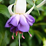 Vinterhärdig fuchsia 'Delta Sarah'