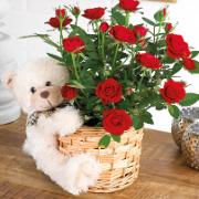 Blomkruka med minirosor och kramgo’ nalle