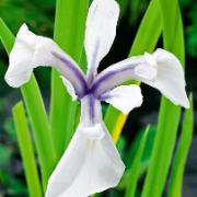 Flerfärgad glansiris