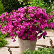 Japansk azalea 'Fumiko'