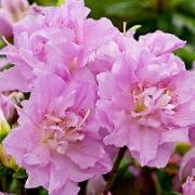 Japansk azalea 'Momoko'