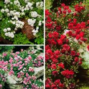 3 minirosor 'The Fairy'