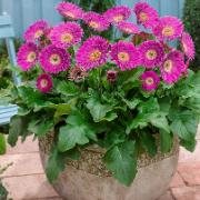 Garvinea® 'Sweet Surprise'