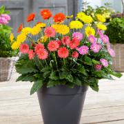 Kollektion Garvinea® 'Sweet' - mix