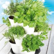 Kryddtorn + 9 fröskivor