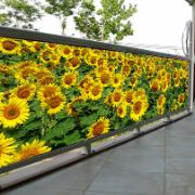 Balkongpresenning – Solrosor