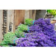 Trädgårdsmålning - Lavendel