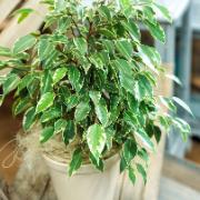 Benjaminfikus 'Kinky'