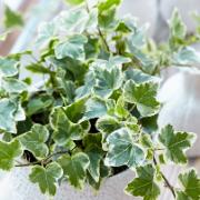 Brokig murgröna 'White Wonder'