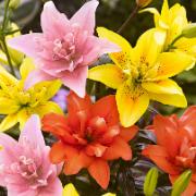 Dubbla asiatiska liljor Mix