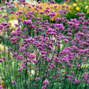 Verbena bonariensis