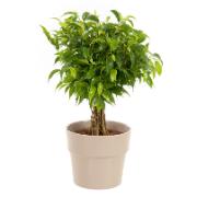 Benjaminfikus 'Babilatos'